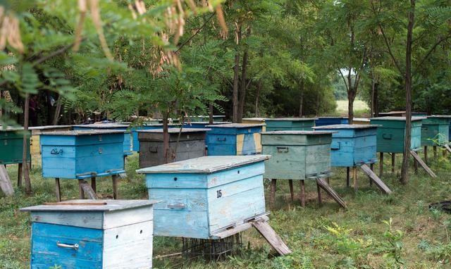 蜜蜂养殖技术|中蜂群分蜂中期调控分蜂热的三个措施