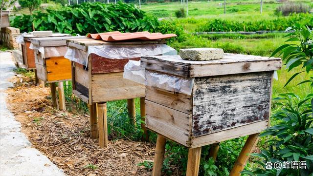 门户,巢门的朝向大有学问,是不该被忽略的重要细节,在蜜蜂养殖过程中