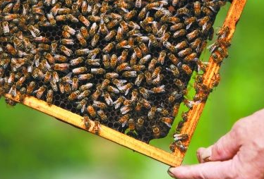 蜜蜂养殖之养好中蜂