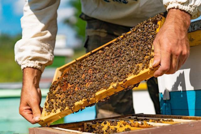 蜜蜂养殖技术|早春适时适量加脾扩巢技术