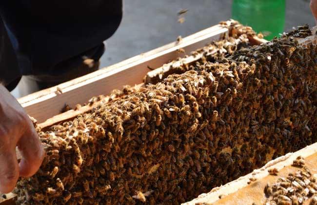 蜜蜂养殖技术视频(2)