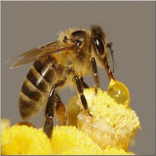 蜜蜂- 养殖业 - 诚信产品 - 中国领先的诚信电商交易平台——诚信中国
